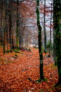 Lake Bled, Slovenia, Europe