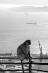 Gibraltar United Kingdom England Europe ape travel photo Markus Isomeri