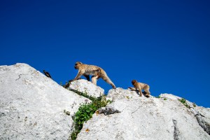 Gibraltar United Kingdom England Europe ape travel photo Markus Isomeri